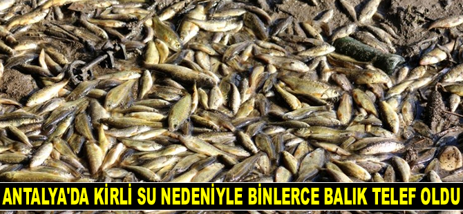 Antalya'da binlerce balık telef oldu