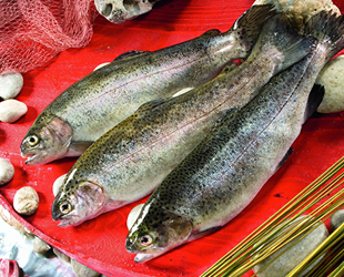 Dünyanın Karadeniz somonuna talebi ikiye katlandı