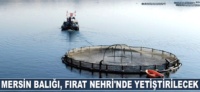 Fırat Nehri'nde Mersin balığı yetiştirilecek