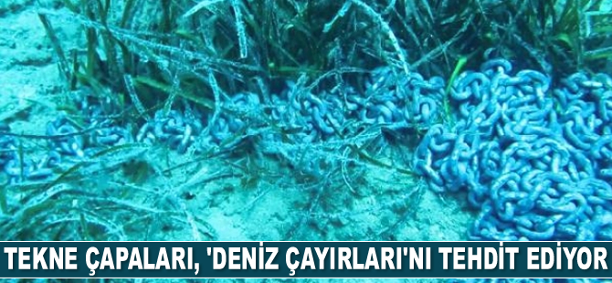 Tekne çapaları, 'deniz çayırları'nı tehdit ediyor
