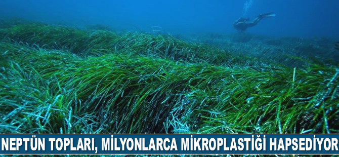 Neptün topları, su altındaki milyonlarca mikroplastiği hapsediyor