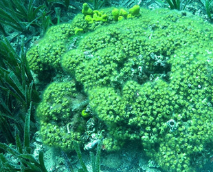 Cladocora caespitosa, bilinçsiz avlanmayla yok oluyor