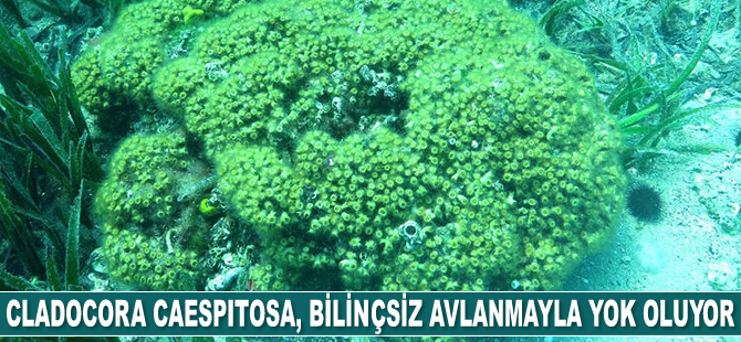 Cladocora caespitosa, bilinçsiz avlanmayla yok oluyor