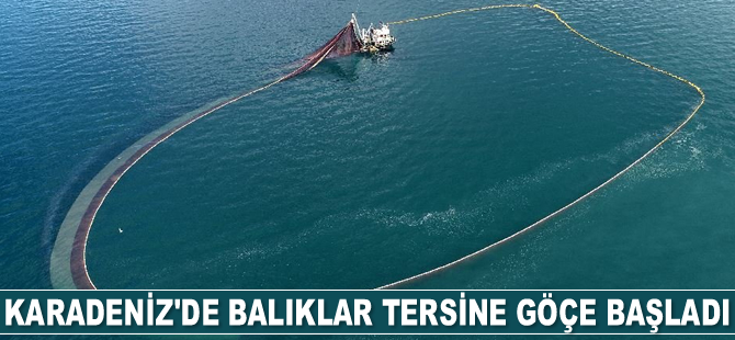 Karadeniz’de balıklar tersine göçe başladı