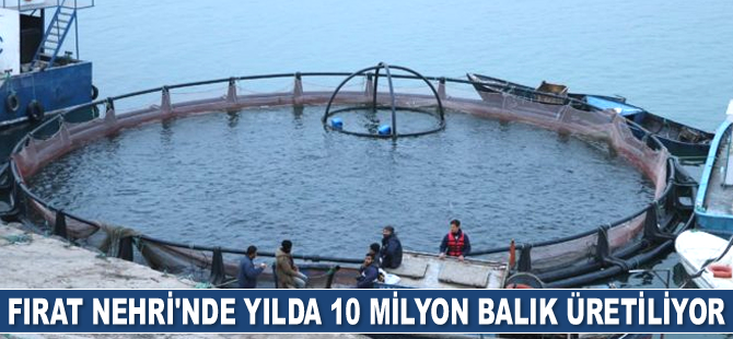 Fırat Nehri’nde yılda 10 milyon balık üretiliyor