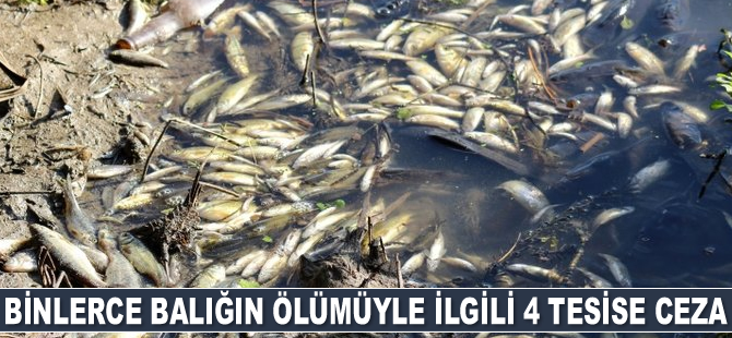 Antalya'da binlerce balığın ölümüyle ilgili 4 tesise para cezası verildi