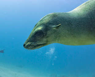Deniz aslanına tüberküloz teşhisi konuldu
