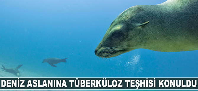 Deniz aslanına tüberküloz teşhisi konuldu