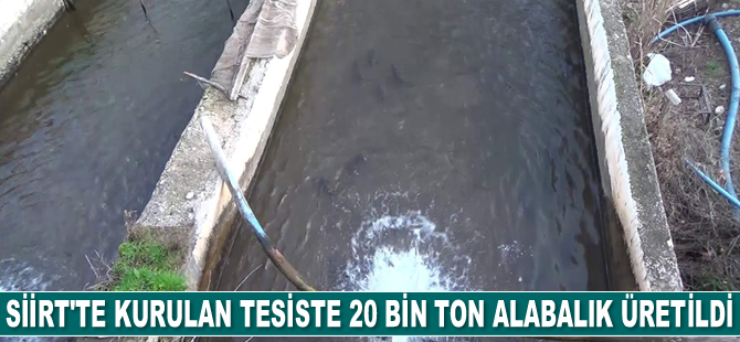 Siirt'te 20 bin ton alabalık üretildi