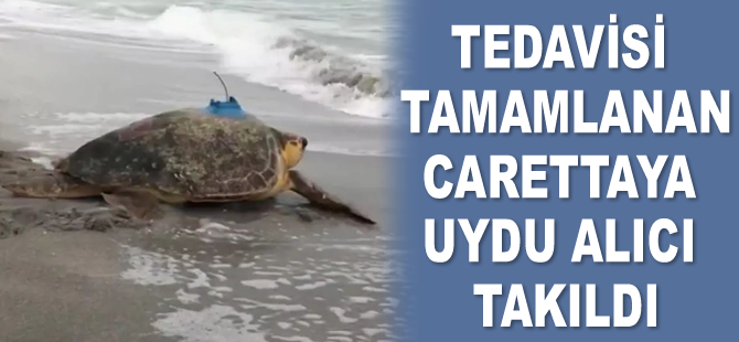 ABD'de tedavisi tamamlanan deniz kaplumbağasına uydu alıcı takıldı