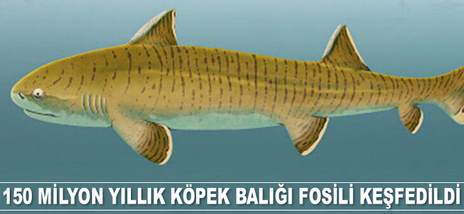 Almanya'da 150 milyon yıllık köpek balığı fosili keşfedildi