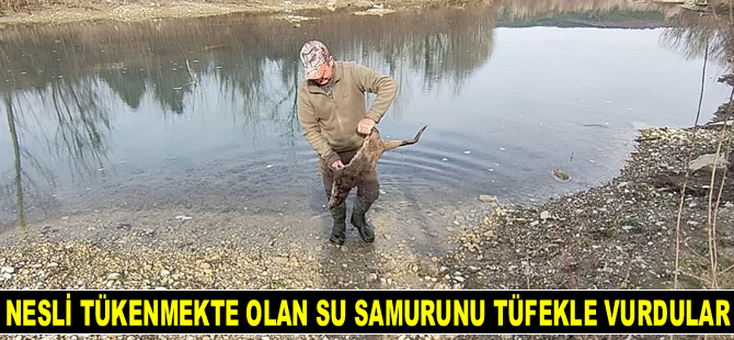 Nesli tükenmekte olan su samurunu tüfekle vurdular