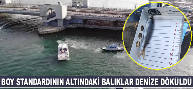 Galata Köprüsü’ndeki denetimde küçük balıklar denize döküldü