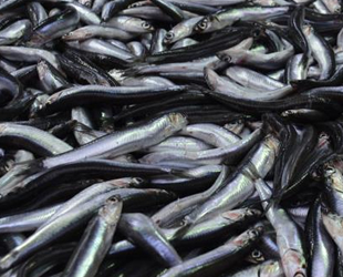 Sinoplu balıkçılar, rotasını yasaklı bölge dışında kalan İğneada’ya çevirdi