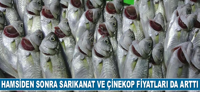 Hamsiden sonra sarıkanat ve çinekop fiyatları da arttı