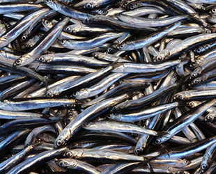 İstanbul’a taze hamsiler İğneada’dan geliyor