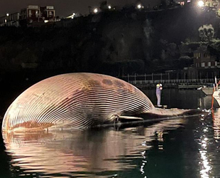 İtalya'da 70 ton ağırlığında ölü balina bulundu