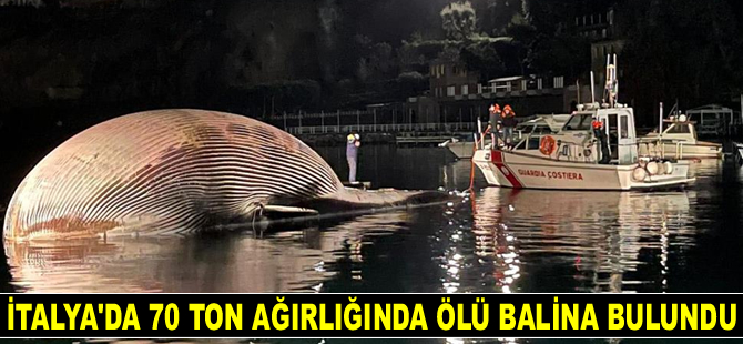 İtalya'da 70 ton ağırlığında ölü balina bulundu