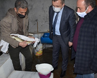 Şırnak'taki tek balık tesisi 5 aileye ekmek kapısı oldu