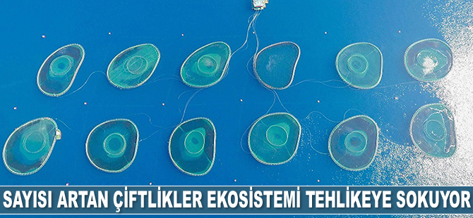 Sayısı hızla artan balık çiftlikleri deniz ekosistemini tehlikeye sokuyor