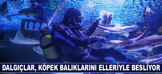 Dalgıçlar, köpek balıklarını elleriyle besliyor