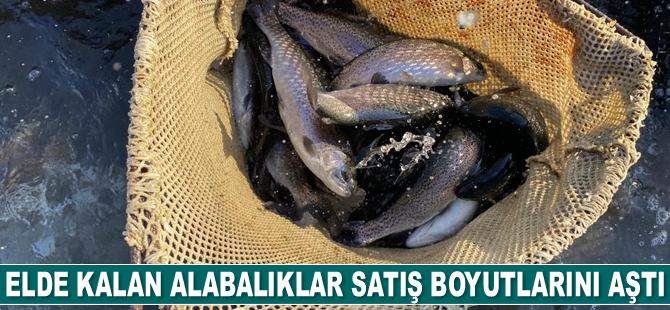 Elde kalan alabalıklar satış boyutlarını aştı