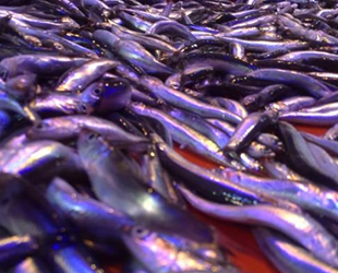 Vatandaşların balık kültürü değişiyor