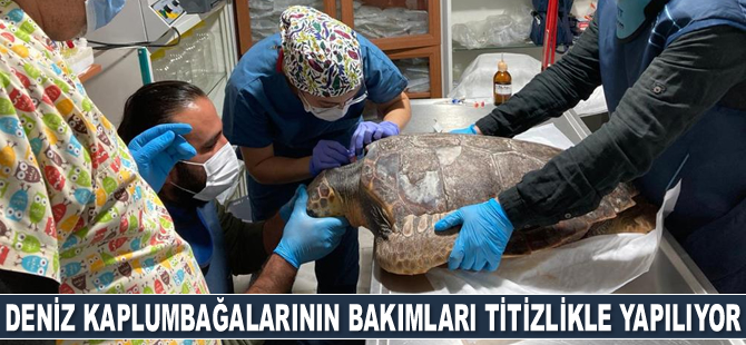 Deniz Kaplumbağalarının rutin bakımları titizlikle yapılıyor