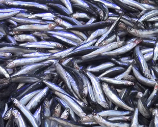 Hamsi çoğaldı, fiyatlarda düşüş oldu