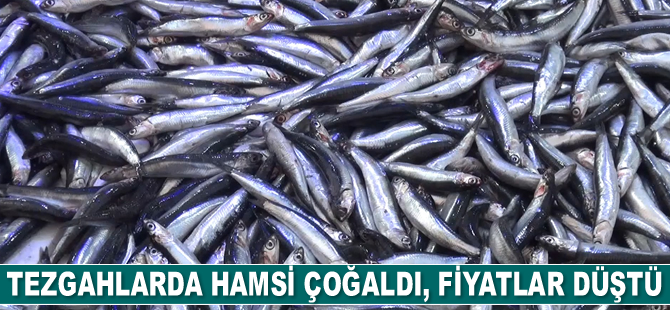 Hamsi çoğaldı, fiyatlarda düşüş oldu