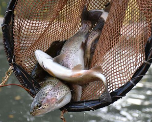 Fırat Nehri'nde yetiştirilen alabalıklar yurt dışına ihraç ediliyor