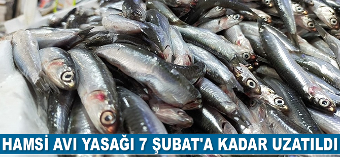 Hamsi avı yasağı 7 Şubat’a kadar uzatıldı