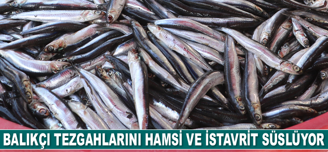 Balıkçı tezgahlarını hamsi ve istavrit süslüyor