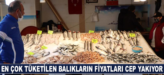 En çok tüketilen balıkların fiyatları cep yakıyor
