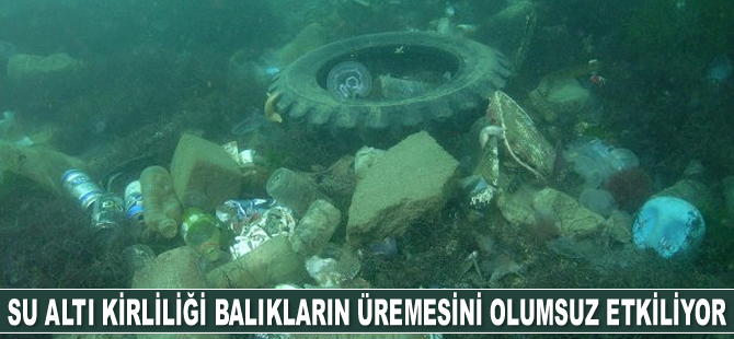 Su altı kirliliği balıkların üremesini olumsuz etkiliyor