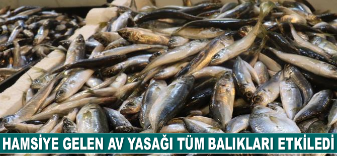 Hamsiye gelen av yasağı tüm balıkları etkiledi