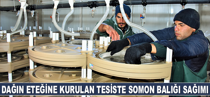 Varto'daki somon yetiştirme tesisinde balıkların sağımına başlandı