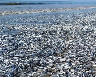 Şili'de on binlerce balık kıyıya vurdu