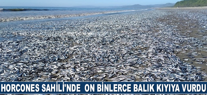 Şili'de on binlerce balık kıyıya vurdu