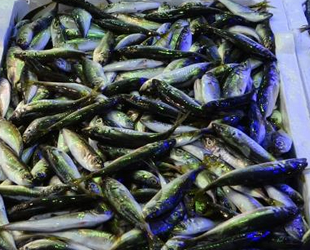 Balıkçılar, istavrit ile teselli buldu