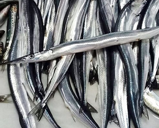 Zargana balığı, tezgahtaki yerini aldı