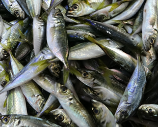 Karadeniz'de istavrit bolluğu yaşanıyor
