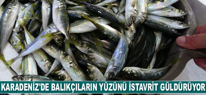 Karadeniz'de istavrit bolluğu yaşanıyor