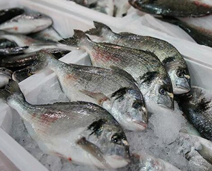 Muğla'dan 78 ülkeye balık ihraç edildi