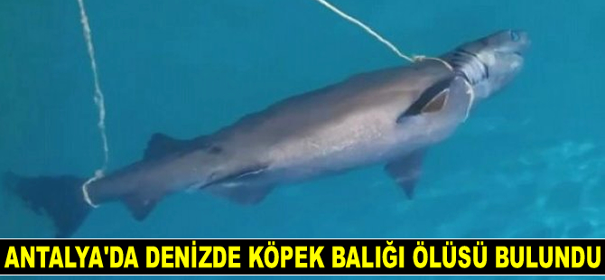 Antalya'da denizde köpek balığı ölüsü bulundu