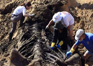 Balina iskeletini çıkarmaya uğraştılar