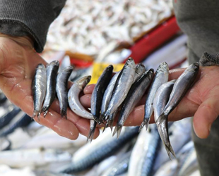 Karadeniz ve Egeli balıkçılar arasında hamsi polemiği başladı