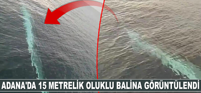 Adana'da 15 metrelik oluklu balina görüntülendi