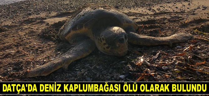 Datça’da deniz kaplumbağası ölü olarak bulundu