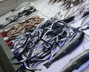 Karadenizli balıkçılar hamsinin yolunu gözlüyor